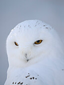 Finnland, Ranua Wildlife Park. Schneeeule im Winter.