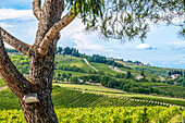 Greve in Chianti, Tuscany, Italy. Landscape view across vineyards and cypress trees surrounding small town famous for Chianti wine.