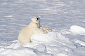 Norway, Svalbard. Polar bear cub jumping across water on pack ice.