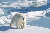 Norwegen, Svalbard. Eisbär auf Packeis im Arktischen Ozean.