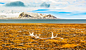 Arktischer Ozean, Svalbard-Inseln, Norwegen. Landschaftsansicht eines gemolkenen Rentiergeweihs, das auf dem kargen Ufer einer Insel im Ozean liegt.