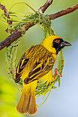 Southern masked weaver male building its nest, southern Africa