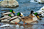 Mallard ducks take refuge on flowing stream away from their frozen wetland in Montana