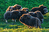 Musk ox herd, early morning light on the arctic tundra, Seward Peninsula, Alaska