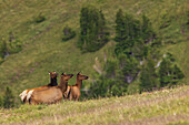 Alert cow elk keeping an eye on a potential threat in the Colorado alpine country