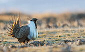 Greater sage grouse male performing courtship dance on lek