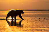 Adult Alaskan brown bear silhouetted at sunrise on tidal flats of Lake Clark National Park and Preserve, Alaska.