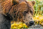Katmai National Park, Alaska. Close-up portrait of large male brown bear fishing for salmon during the fall salmon run.
