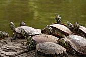USA, California, Golden Gate Park. Group of red-eared slider turtles.