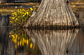 Yellow coreopsis flowers, bald cypress trees in southern swamp, Caddo Lake, Texas.