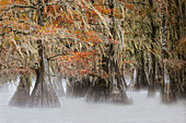 Morning mist on southern swamp, Caddo Lake, Texas.