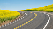 Road splitting canola field with matching yellow center stripe