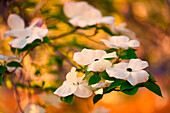 Dogwood tree bloom.