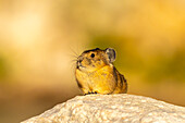 USA, Wyoming, Medicine Bow National Forest. Close-up of pika on rock.