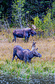 A pair of moose, male and female, in Grand Teton National Park.