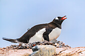 Antarctica, Wiencke Island, Damoy Point. Gentoo penguin on rock nest.