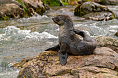 Antarctica, South Georgia. Close-up of fur seal scratching.