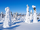 Boreal forest covered in snow (Tykkylumi) in the Taiga of Finland at mountain Iso Pyhatunturi. Winter in the Salla National Park in Finnish Lapland.