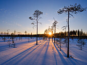 Winter in the Oulanka National Park in Finnish Lapland.