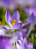 Woodland crocus, Germany.