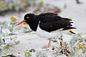Falkland Islands. A Magellanic oystercatcher stands in the sand among the sea cabbage.