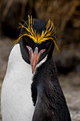 Falkland Islands. Headshot of a macaroni penguin showing its brilliant yellow head feathers.