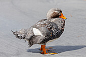 Falkland Islands. Portrait of a male Falkland steamer duck.