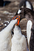 Falkland Islands. Gentoo chicks put their bills inside the parent's mouth to feed.