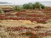 Falkland Island, Sea Lion Island. Tussock grass. Ruaaoxk grass grows thickly along the coast along with other colorful native grasses.