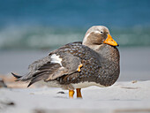 Falkland-Dampfschiffente, eine endemische Ente, die an den Küsten der Falklandinseln lebt. Das Männchen hat einen orangefarbenen Schnabel, das Weibchen einen grünlichen Schnabel, Sea Lion Island