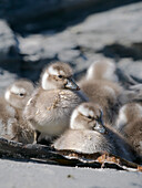 Falkland-Dampfschiff-Entenküken, eine endemische Ente, die an den Küsten der Falklandinseln lebt. Das Männchen hat einen orangefarbenen Schnabel, das Weibchen einen grünlichen Schnabel, Sea Lion Island