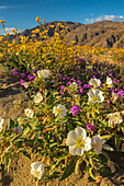 USA, California, Anza Borrego Desert State Park. Blooming desert flowers.