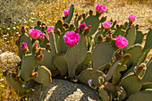 USA, California, Anza Borrego Desert State Park. Blooming beavertail cactus close-up.