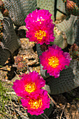 USA, California, Anza Borrego Desert State Park. Beavertail cactus blossom close-up.