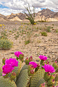 USA, California. Blooming beavertail cactus and Chocolate Mountains.