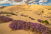 USA, California, Imperial Sand Dunes Recreation Area. Blooming verbena flowers.