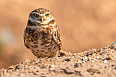 USA, California, Anza Borrego Desert State Park. Burrowing owl close-up.