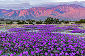 Sand verbena wildflowers with San Jacinto Mountains at sunrise in Palm Springs, California, USA