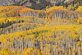 USA, Colorado, Gunnison National Forest. Aspen forest in autumn.