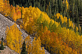 USA, Colorado, San Juan Mountains. Mountain forests in autumn.