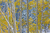 USA, Colorado, Grand Mesa. Aspen trees in winter.