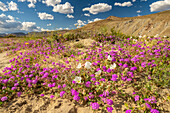 USA, California, Anza Borrego Desert State Park. Blooming desert flowers.