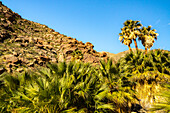 USA, Kalifornien, Anza Borrego Desert State Park. Palmen und felsiger Abhang an einer Oase.