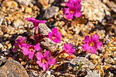 USA, California, Anza Borrego Desert State Park. Bigelow's monkey flower blossoms close-up.