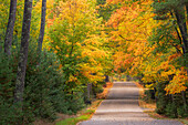 USA, Michigan, Ottawa National Forest. Road through forest in autumn.