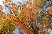 USA, Michigan, Ottawa National Forest. Scenic of maple leaves in autumn.