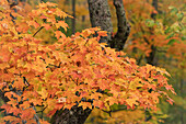 USA, Michigan, Ottawa National Forest. Close-up of maple leaves in autumn.