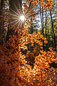 USA, New Mexico, Manzano Mountains. Sunburst on autumn maple tree.