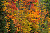 USA, Wisconsin, Chequamegon-Nicolet National Forest. Autumn-colored maple trees in forest.