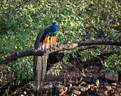 India, Rajasthan. Ranthambore National Park. Male peafowl or peacock in morning sunlight perched on a branch